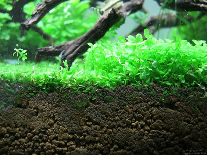 Foreground Potted Live Aquarium Plants | Freshwater Aquatic Plants for Aquariums (Potted Monte Carlo, 3 Pack)