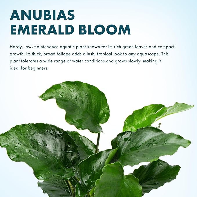 Live Jungle Plants - Anubias Emerald Bloom (Anubias barteri) - Compact Epiphytic Rhizome Plant for Midground Freshwater Aquascapes, Emerald Green Accent - Pot