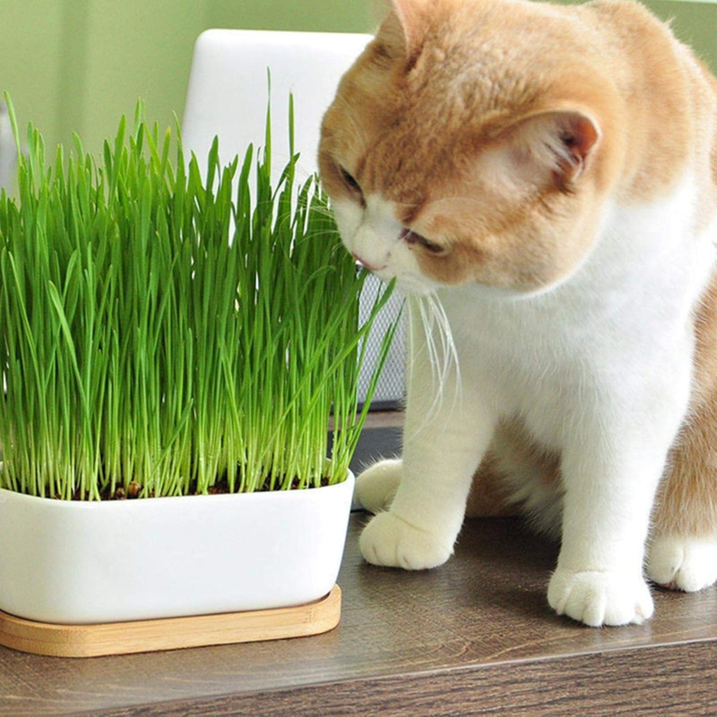 Cat Grass Growing Soil (4 Quarts), Soil for Starting and Growing Cat Grass, Loose Coconut Coir for Growing Cat Grass