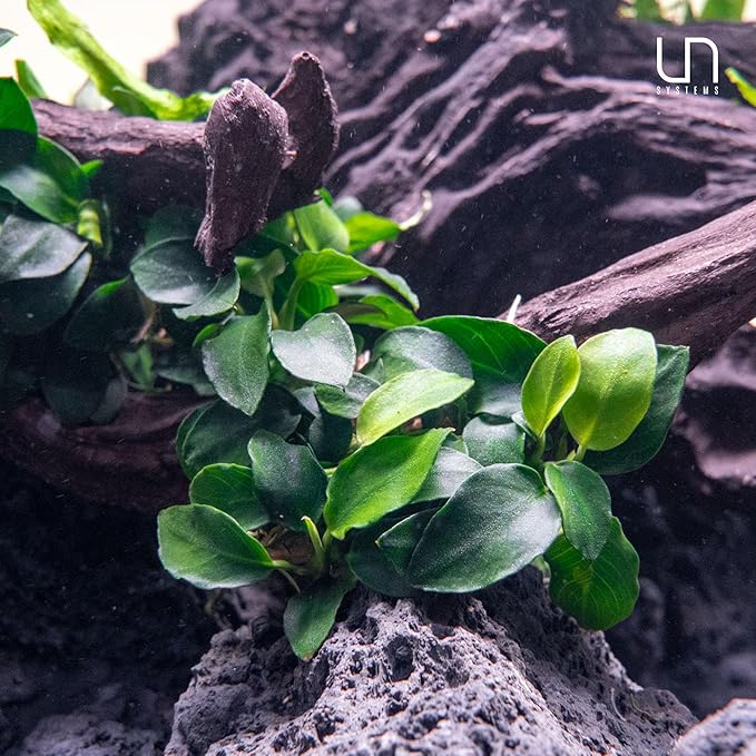 Ultum Nature Systems Anubias Barteri Tissue Culture Live Plant for Aquarium, Aquascape, Freshwater Fish Tanks - 100% Snail Free in Vitro