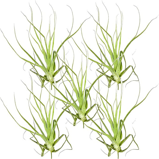 Air Plants - Tillandsia Straminea Jumbo 6-9" - 5ct - Live Arrival Guaranteed - House Plants for Home Decor & Gift