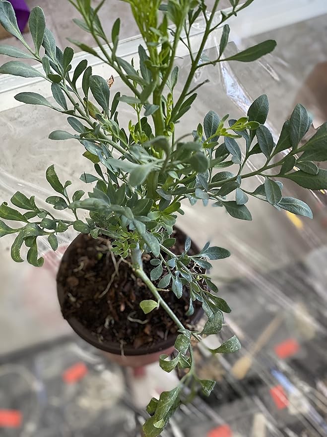 ruda rue Full Plant with Root, GREEN