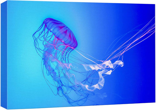 wall26 Canvas Print Wall Art Vibrant Neon Blue Pink Jellyfish Deep Sea Nature Animals Photography Realism Rustic Scenic Landscape Wilderness Earth Colorful for Living Room, Bedroom, Office - 32"x48"