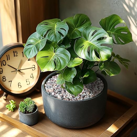 10lbs Natural Gravel Pebbles for Succulents and Cacti, 1/5 Inch Decorative River Stones – Perfect for Vases, Aquariums, Terrariums, and Outdoor Gardening, Mixed Colors (Mixed, 10 Pounds)