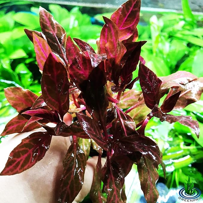 (Alternanthera Reineckii VAR. Rosanervig) Greenpro Alternanthera Reineckii Potted Live Aquarium Plants Easy Super Red Plants