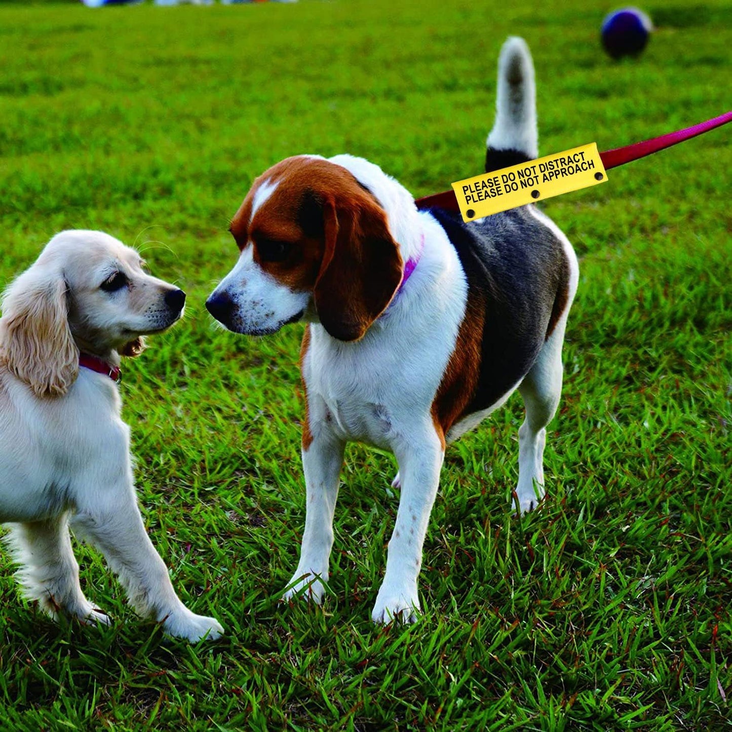 Funny Dog Leash Sleeve Please Do Not Distract Please Do Not Approach Dog Leash Wrap Sleeve (Not Distract Not Approach-YE Sleeve)