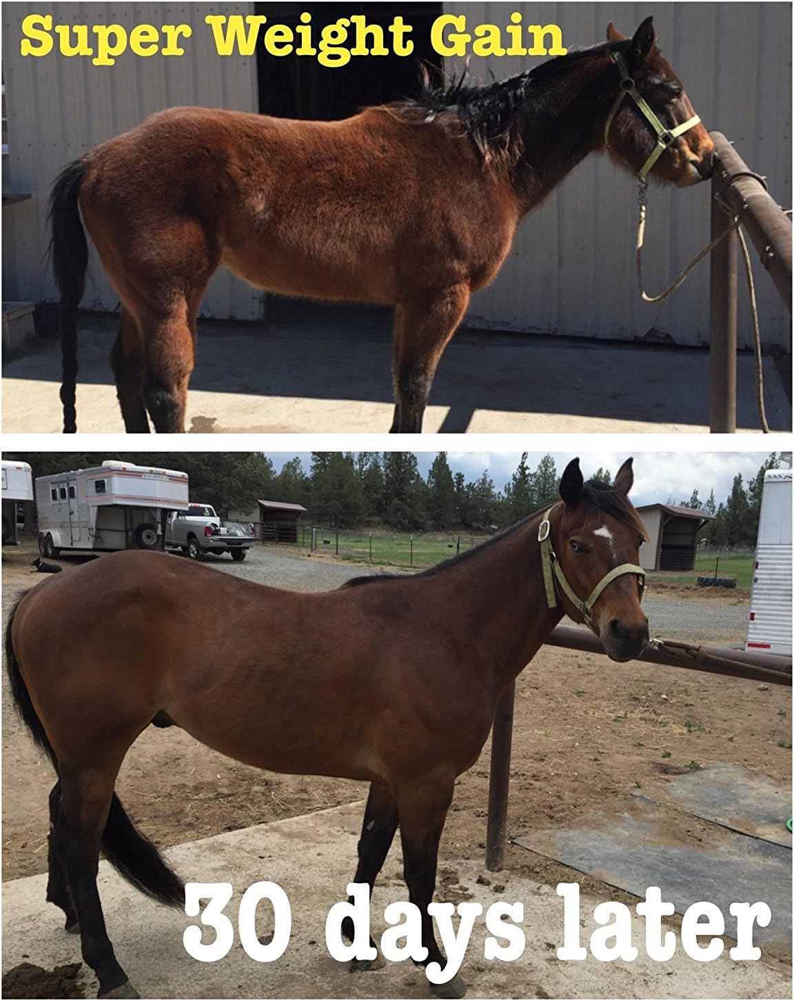 Super Weight Gain 40 lb, Equine Vitamin Mineral, Probiotic & Weight Gain Supplement