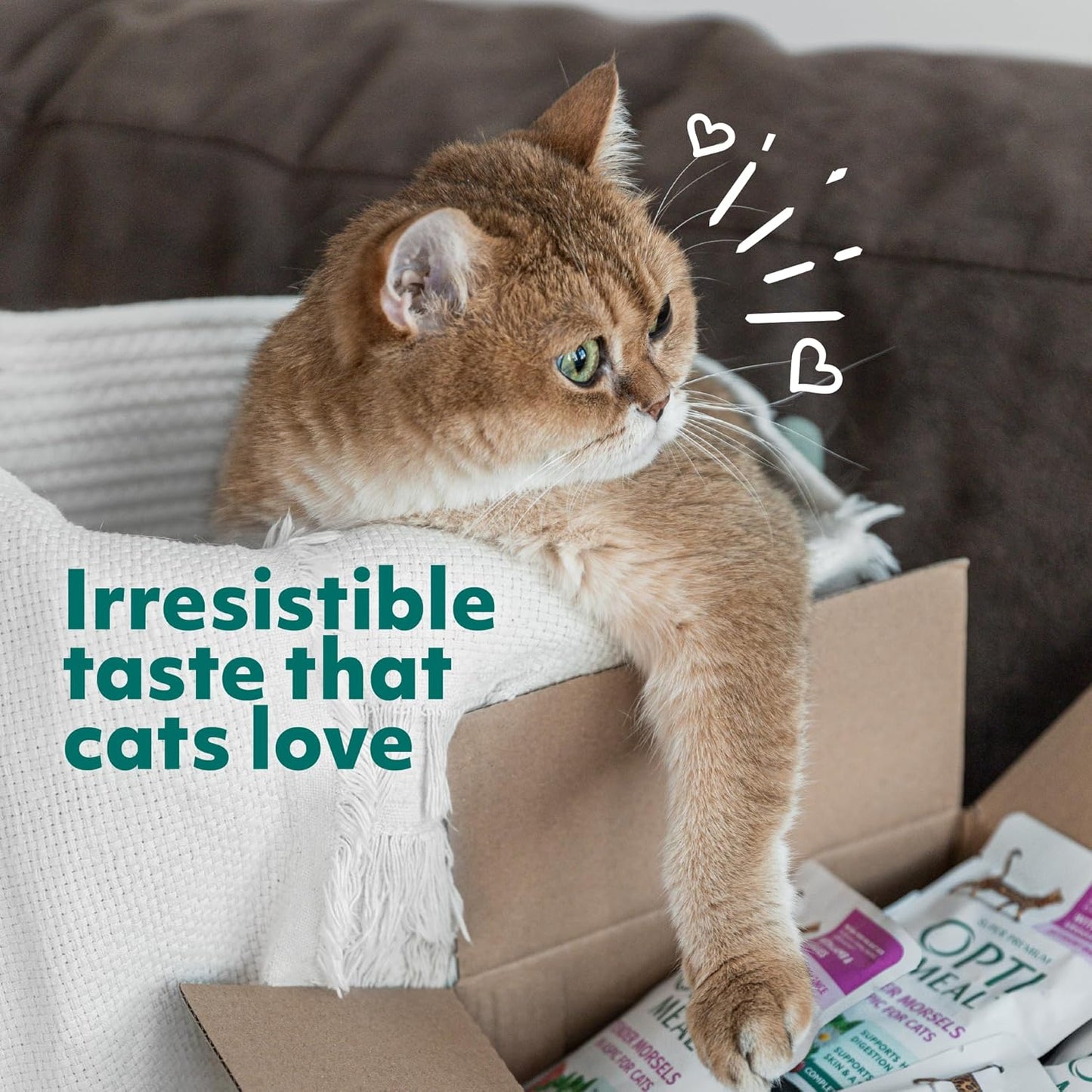 Optimeal Dry Cat Food - Healthy Balanced Nutrition for Immunity Support, Premium Nutrition Made with Natural Ingredients for Adult Cats, (8.8 lbs, Chicken & Brown Rice)