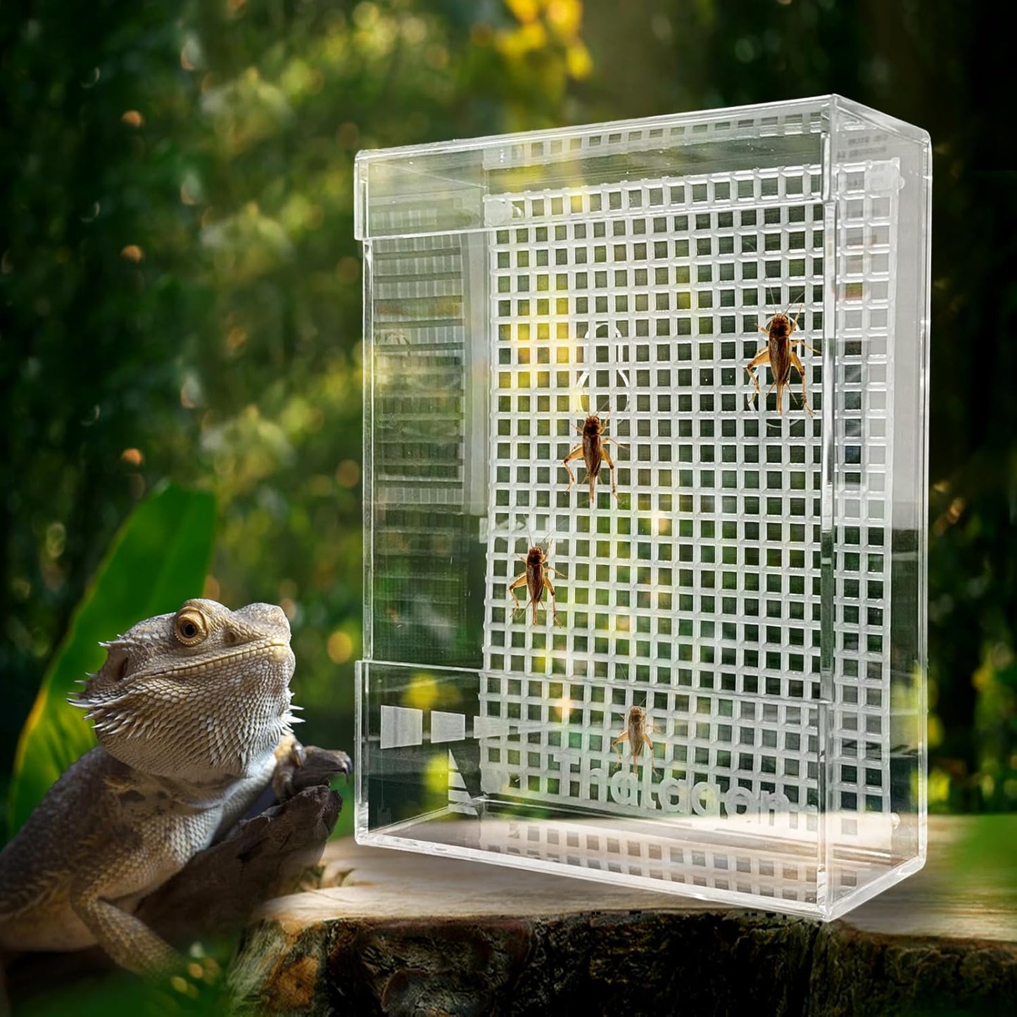 Bearded Dragon Feeder, Transparentk Acrylic Reptile Feeder Box, Chameleon Bug Bowl, Wall-Mounted Insect Feeder with Suction Cups, Tank and Aquarium Accessories for Lizard Bearded Dragon Frog