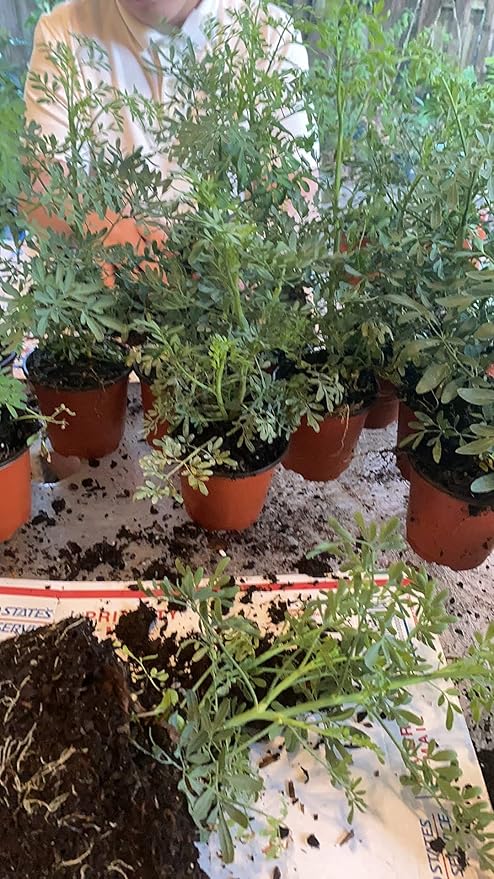 ruda rue Full Plant with Root, GREEN