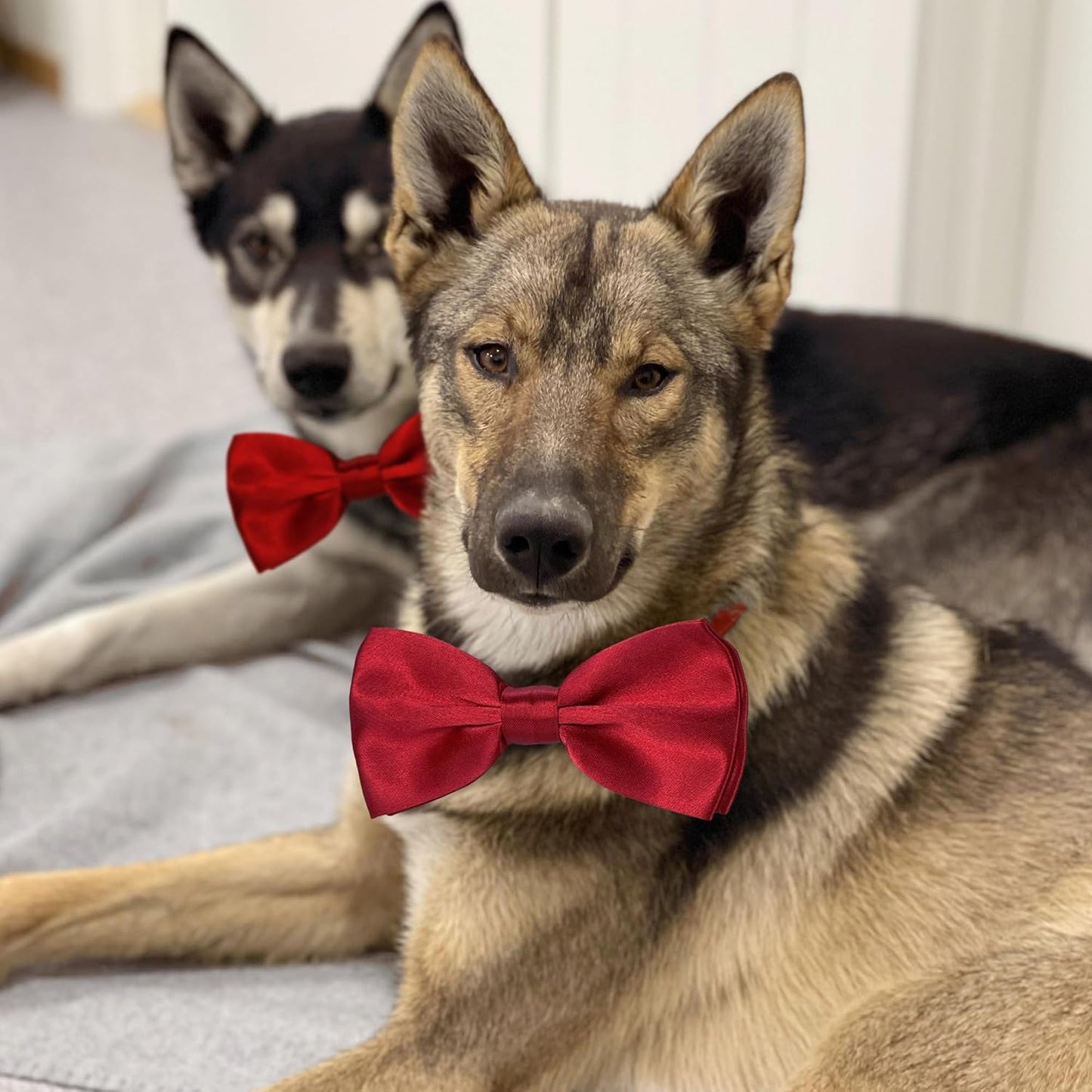 KOOLMOX Dog Bow Tie, Red Bow Tie with Adjustable Dog Collar for Medium and Large Dogs Cats Pets Wedding Birthday Party Holiday Homecoming Costumes, 1 Piece Wine Red