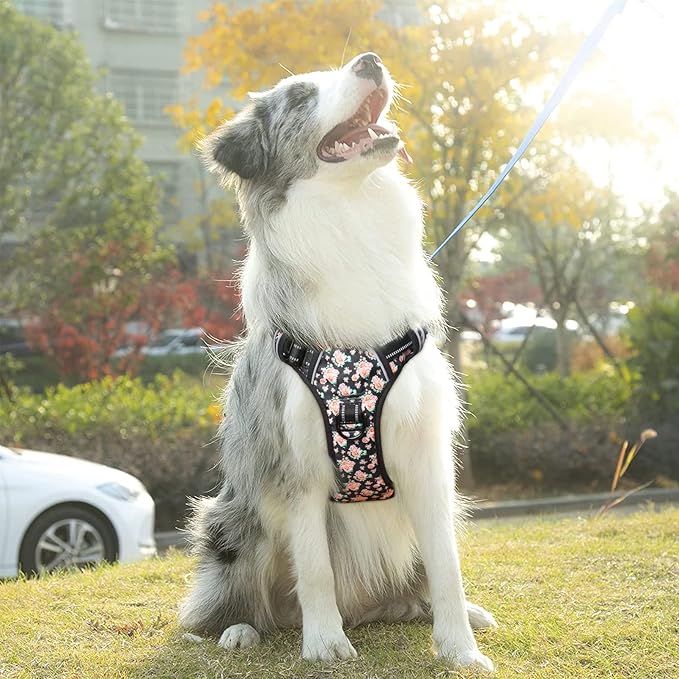 Timos No Pull Dog Harness,NO Need Go Over Dogs Head 3 Snap Buckles Reflective Oxford No Choke Harness with Front&Back 2 Metal Leash Clips Soft Padded for Small Medium Large Dogs,X-Large (Pack of 1)