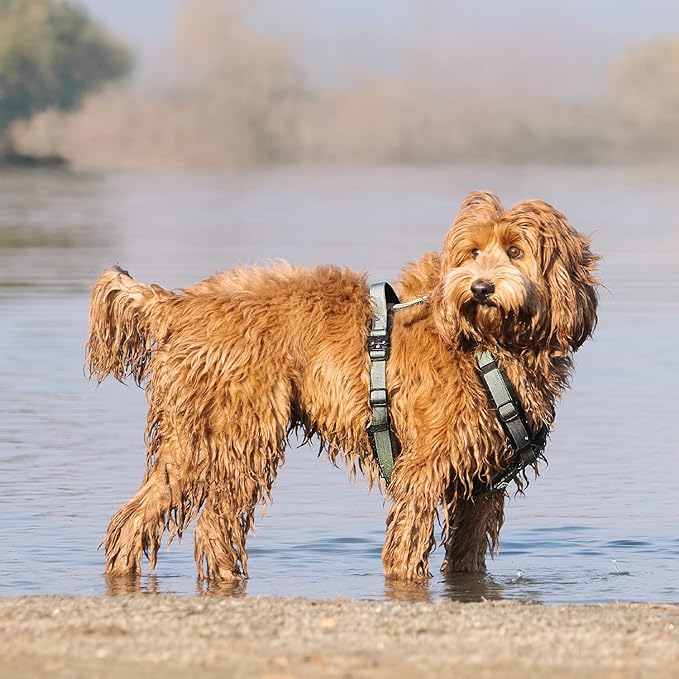 CLEPAWS Dog Harness for Medium Dogs, No Pull Dog Harness Easy Walk with Metal Hardware, Ergonomic Y-Shaped Design, Soft Padding, Padded Handle, Durable High-Tensile Nylon (Seabreeze, M)