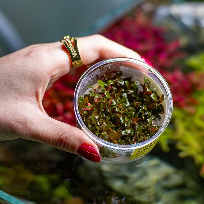 Ultum Nature Systems Mini Alternanthera Reineckii Red Stem Tissue Culture Live Plant for Aquarium, Aquascape, Freshwater Fish Tanks - 100% Snail Free in Vitro