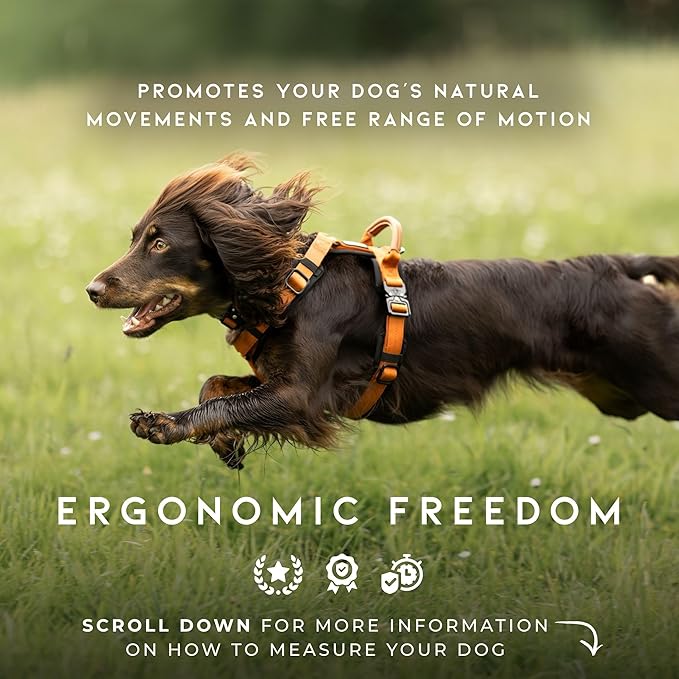 MADE TO ROAM Premium Explorer Harness - Y-Shaped Dog Harness with Adjustable Durable Nylon, Soft Padding, Metal Buckles and Leather Handle for Small, Medium, Large Dogs (Arizona Heartbeat, Size 1)