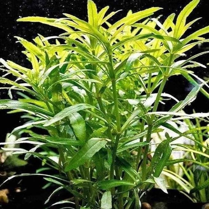 Pogostemon Octopus Potted Live Aquarium Plant Tropical Freshwater Decorations BUY2GET1FREE