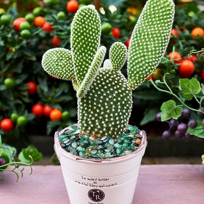 Halatool 2.2LB Natural Green Agate Stones for Aquarium Gravel & Fish Tank 0.35-0.6 Inch Decorative Pebbles for Succulent Rocks DIY Landscaping Indoor Plants Vase Fillers