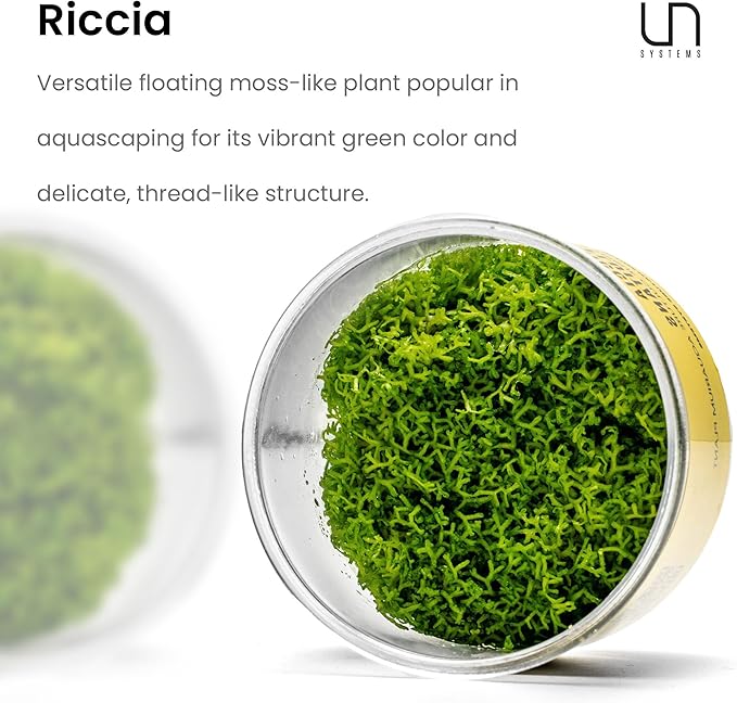 Riccia fluitans in Vitro Tissue Culture Small Cup