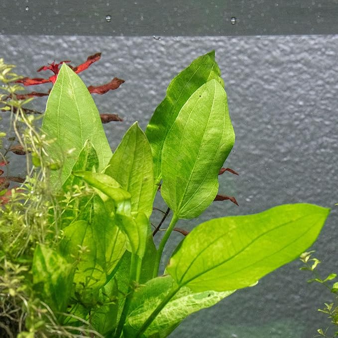Ultum Nature Systems Live Tissue Culture - Echinodorus 'Reni' (Echinodorus reni) - Easy - Medium to High Light - Red and Green Accent - Midground - 100% Snail Free Grown in-Vitro - Small Cup
