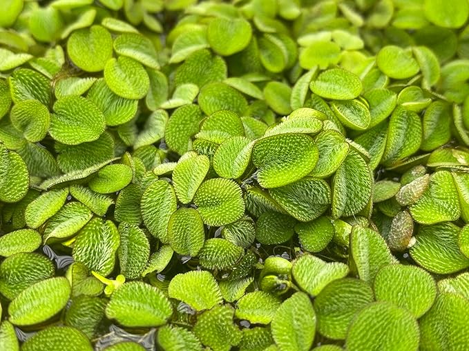 Salvinia Minima 50 + Leaves Live Floating Pond Aquarium Plant Freshwater Tanks Ponds Aquascapes Water Gardens Natural Water Filtration Purifier Easy Care Fast Growing Natural Shade Cover Betta Shrimp