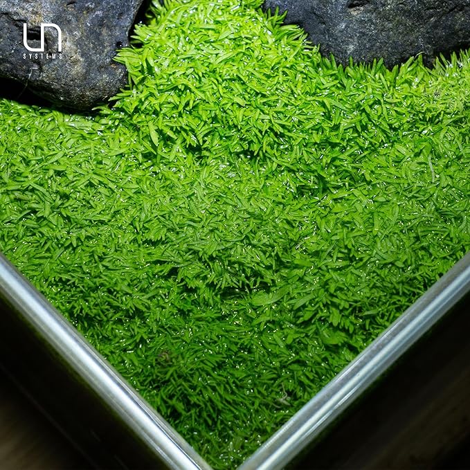 UNS Snail Free TC Utricularia Graminifolia (UG) - Medium to High Light, Bright Green Accent Aquatic Carnivorous Carpeting Plant, Foreground Placement - Tissue Culture, 1 Pack