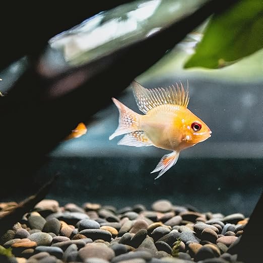 40lbs Large River Rocks for Landscaping, 2-3 Inch Natural Unpolished Bulk Pebbles, Hand-Picked Premium Stones for Garden Design Fish Tank, Flower Pots, Pathways and Backyard, Mixed Color