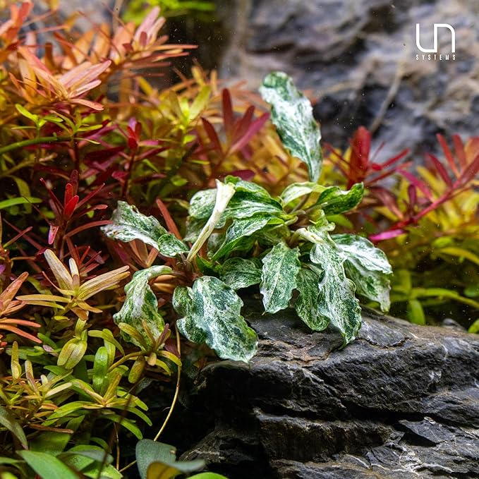 Ultum Nature Systems Live Tissue Culture - Bucephalandra Kedagang Japan- Easy - Low to Medium Light - Dark Green and Red Accent - Foreground to Midground - 100% Snail Free Grown in-Vitro - Small Cup