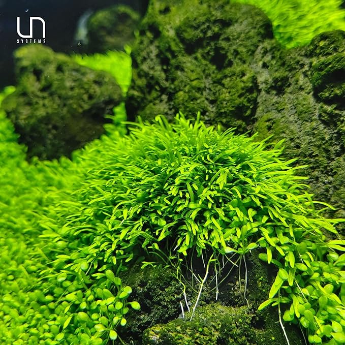 UNS Snail Free TC Utricularia Graminifolia (UG) - Medium to High Light, Bright Green Accent Aquatic Carnivorous Carpeting Plant, Foreground Placement - Tissue Culture, 1 Pack