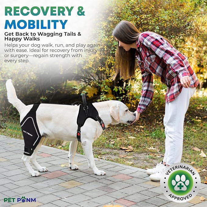 Petpanm- Adjustable Dog Knee Brace- Right Hind Leg with Integreted Harness- Premium Support for Torn ACL, Sprains & Strains Recovery, Enhances Mobility, Comfortable Neoprene. (Medium)