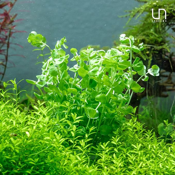 Ultum Nature Systems Micranthemum Monte Carlo Tissue Culture Live Plant for Aquarium, Aquascape, Freshwater Planted Fish Tanks - 100% Snail Free in Vitro