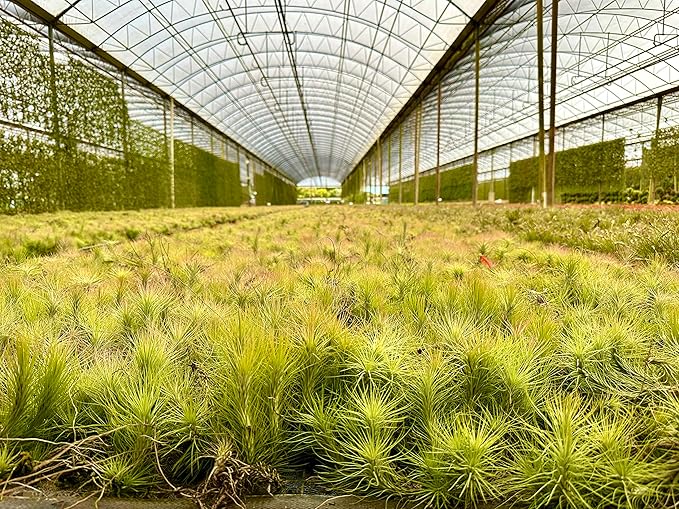 Air Plants - Tillandsia Funckiana, Large 5" - 2ct - Live Arrival Guaranteed - House Plants for Home Decor & Gift